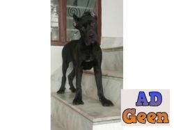 Cane Corso puppies and Semi Adult Dogs available 9793862529